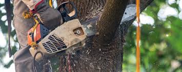 Tree and Shrub Care in Delcambre, LA